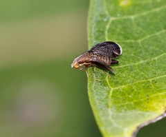 Eutreta noveboracensis