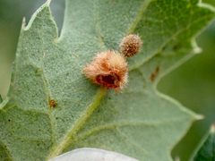 Atrusca trimaculosa