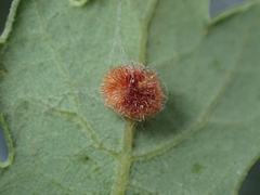 Atrusca trimaculosa