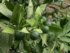 Citrus trifoliata