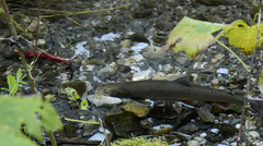Salvelinus confluentus