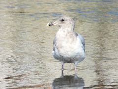 Larus