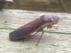 Paraulacizes irrorata
