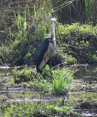 Leptoptilos javanicus