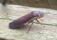 Paraulacizes irrorata