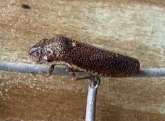 Paraulacizes irrorata