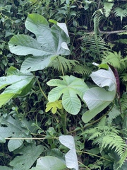 Cecropia peltata
