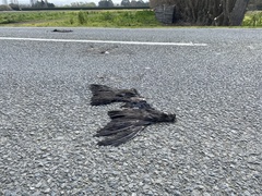 Porphyrio melanotus melanotus