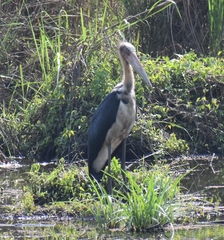 Leptoptilos javanicus