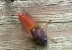 Paraulacizes irrorata