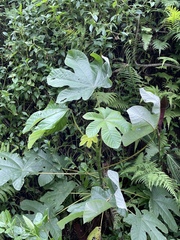 Cecropia peltata