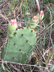 Opuntia