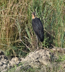 Leptoptilos javanicus