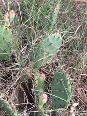 Opuntia