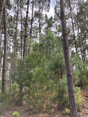 Acacia longifolia