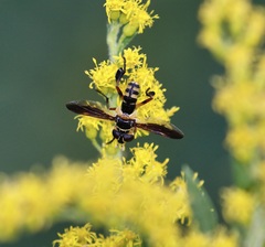 Trichopoda plumipes