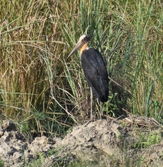 Leptoptilos javanicus