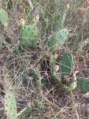 Opuntia