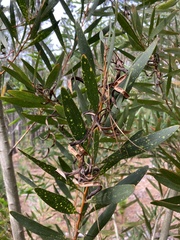 Acacia longifolia