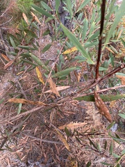 Acacia longifolia