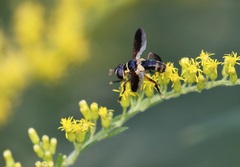 Trichopoda plumipes