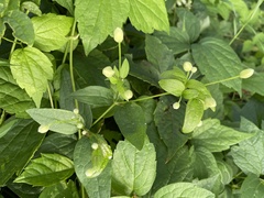 Circaea canadensis