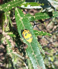 Tectocoris diophthalmus