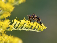 Trichopoda plumipes