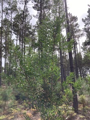 Acacia longifolia