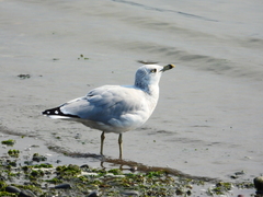 Larus delawarensis