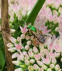 Agapostemon