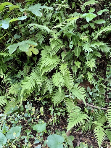 Dryopteris observed 2022-08-18