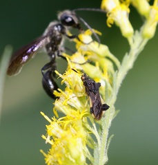 Phymata pennsylvanica