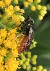 Sphecodes albilabris