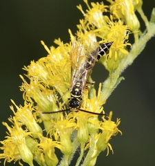 Myzinum maculatum