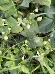 Circaea canadensis