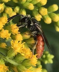 Sphecodes albilabris