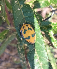 Tectocoris diophthalmus