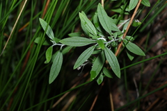 Ozothamnus whitei
