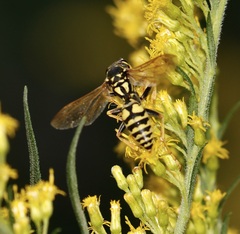 Polistes dominula