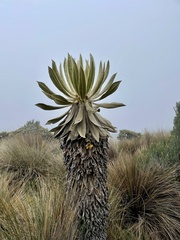 Espeletia hartwegiana