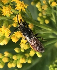 Sphecodes albilabris