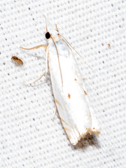 Microcrambus