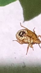 Podisus maculiventris