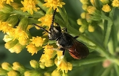 Sphecodes albilabris