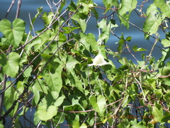 Ipomoea alba