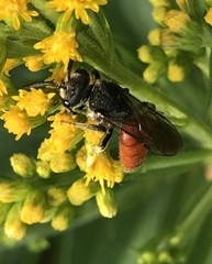Sphecodes albilabris