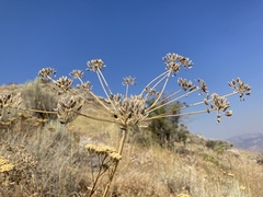 Lomatium nudicaule