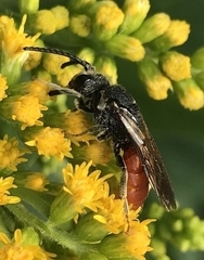 Sphecodes albilabris