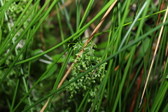 Lindsaea microphylla